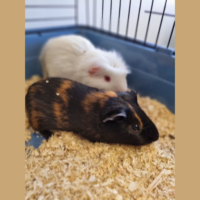 Photo of Bennedict And Maxwell