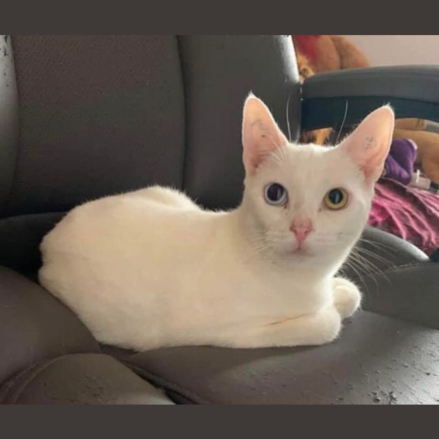 Photo of Hope/Stellar