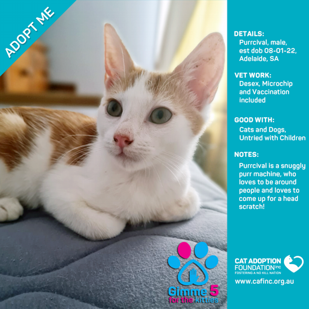 Photo of Purrcival