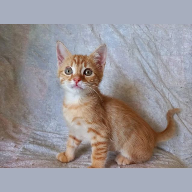 Photo of Rigel 