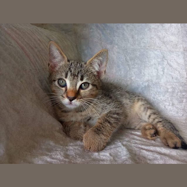 Photo of Altair 