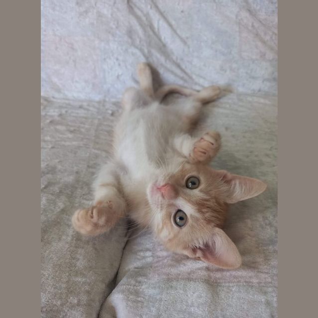 Photo of Oberon 