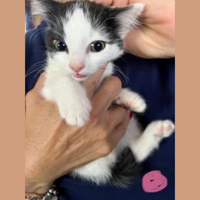 Photo of Princess Peach