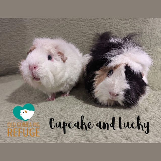 Photo of Cupcake And Lucky