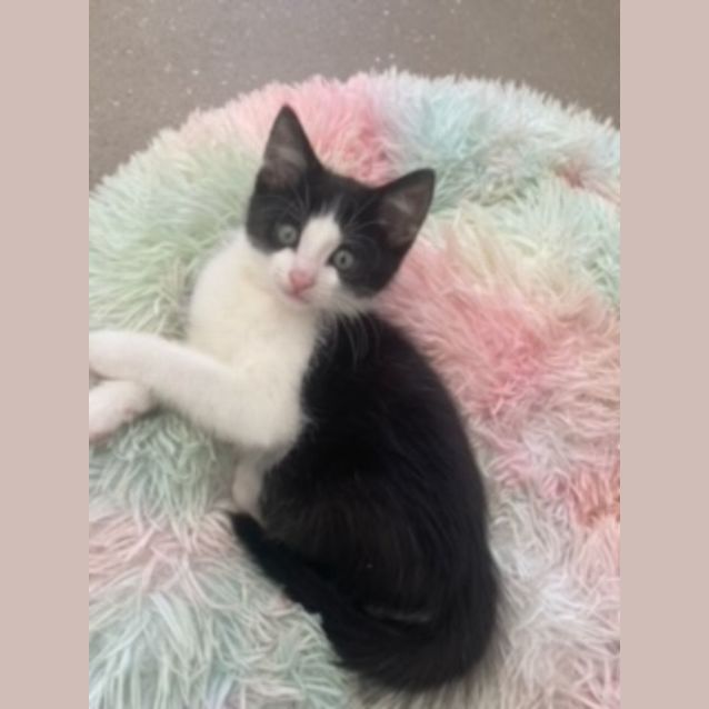 Photo of C1026 Teddy