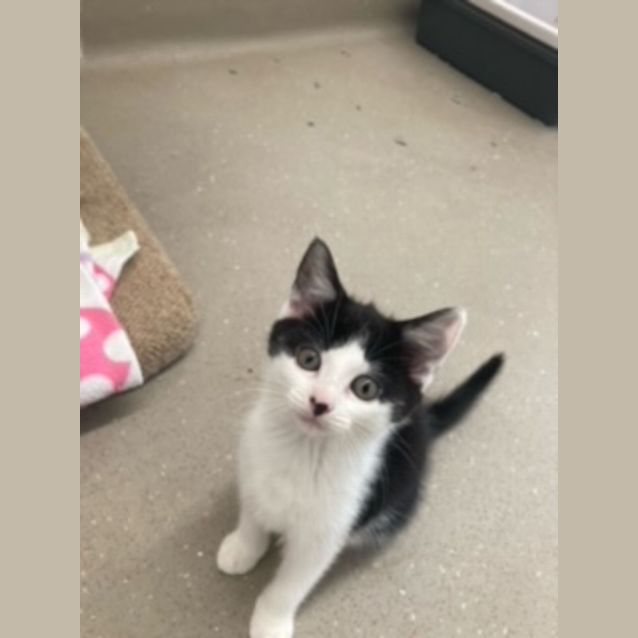 Photo of C1025 Stella