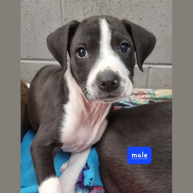 Photo of Duke