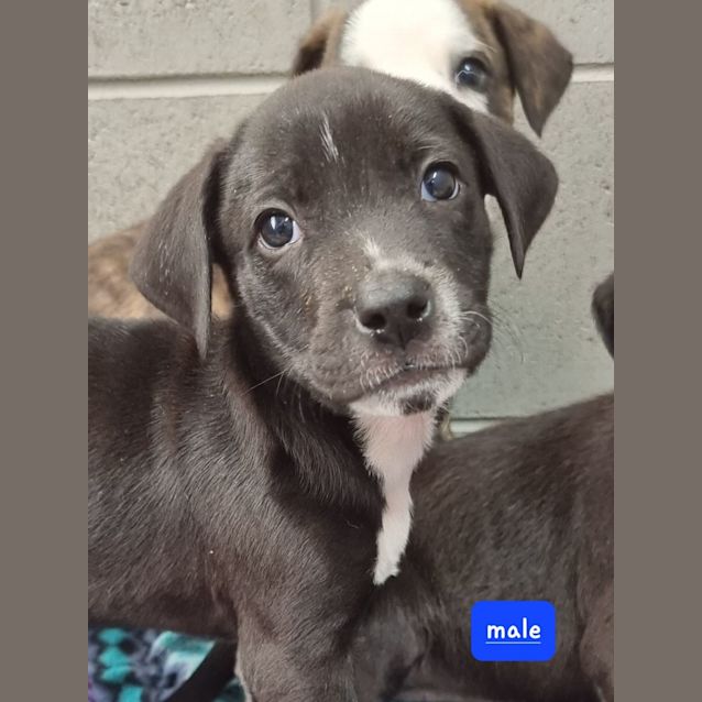 Photo of Banjo