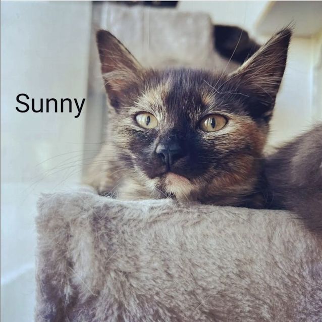 Photo of Sunny 
