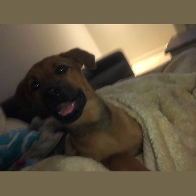 Photo of Sadie 