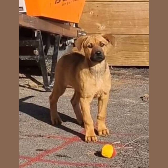 Photo of Sadie 