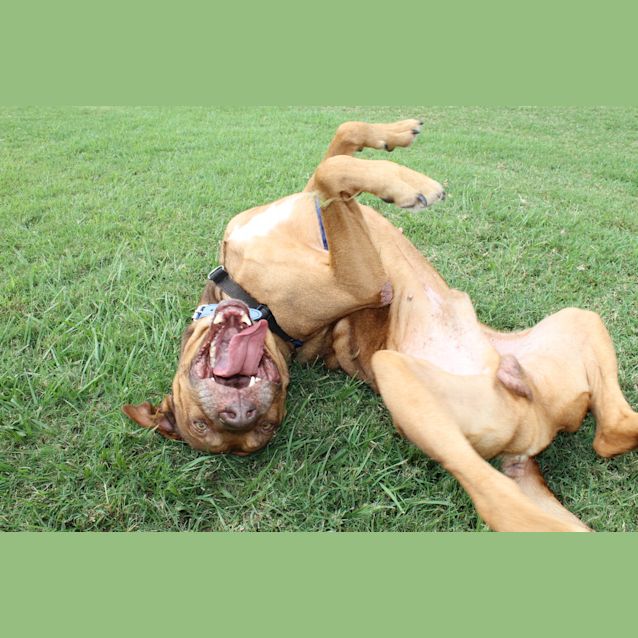 Photo of Maxi