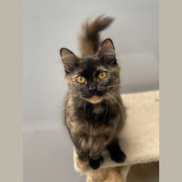 Photo of Tilly