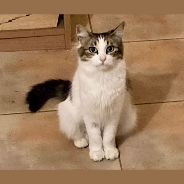 Photo of Leti **2nd Chance Cat Rescue**