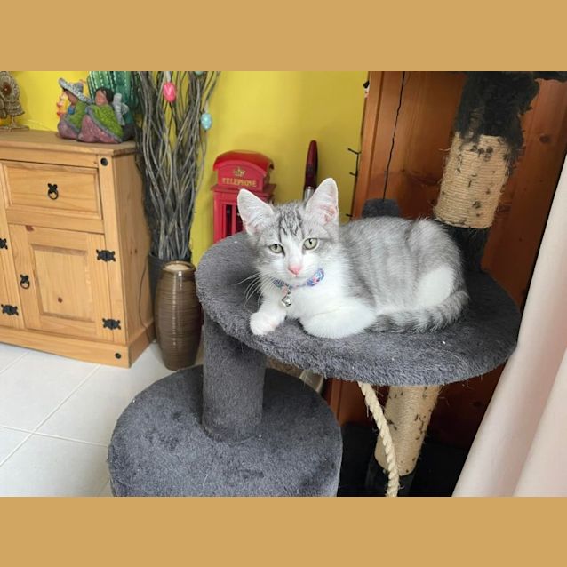 Photo of Perry**2nd Chance Cat Rescue**