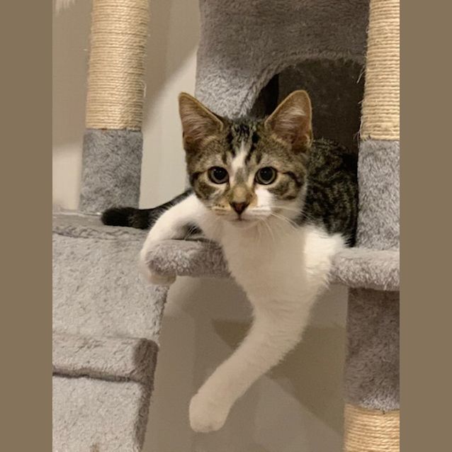 Photo of Thor