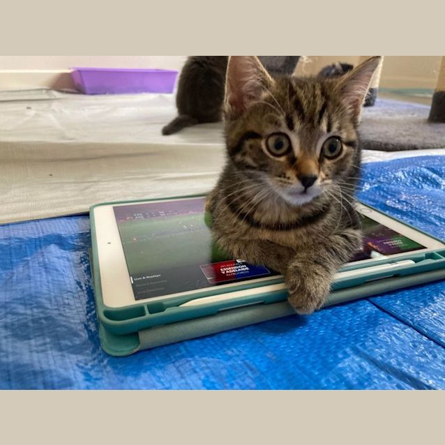 Photo of Siggi   Located In Eltham
