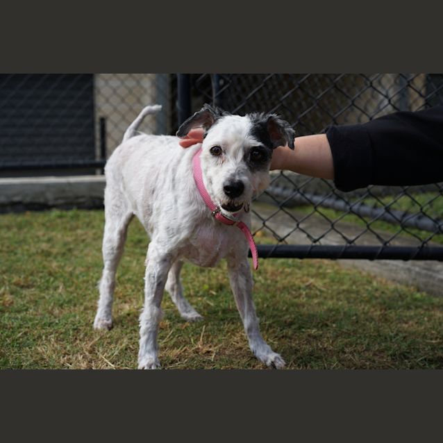 Photo of Spot