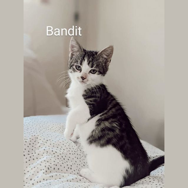 Photo of Bandit