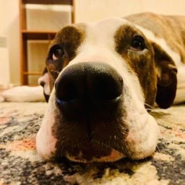 Photo of Biscuit