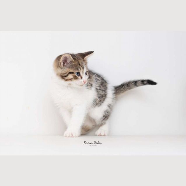 Photo of Dazzler **2nd Chance Cat Rescue**