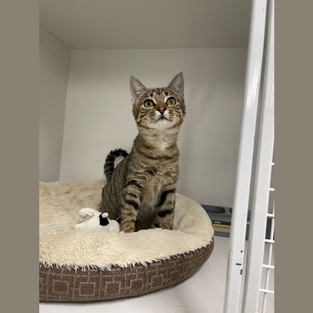 Photo of Clover