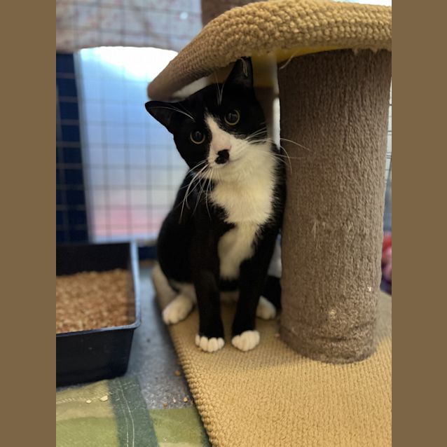 Photo of Socks
