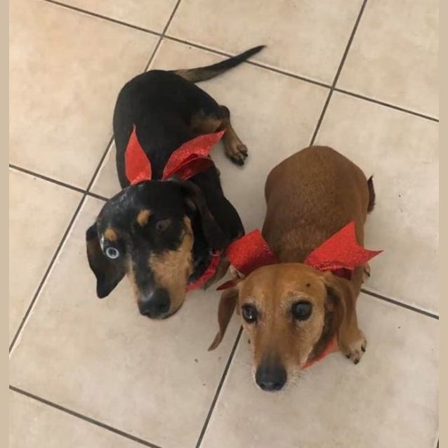 Photo of Sassie And Snickers 11 And 12 Years