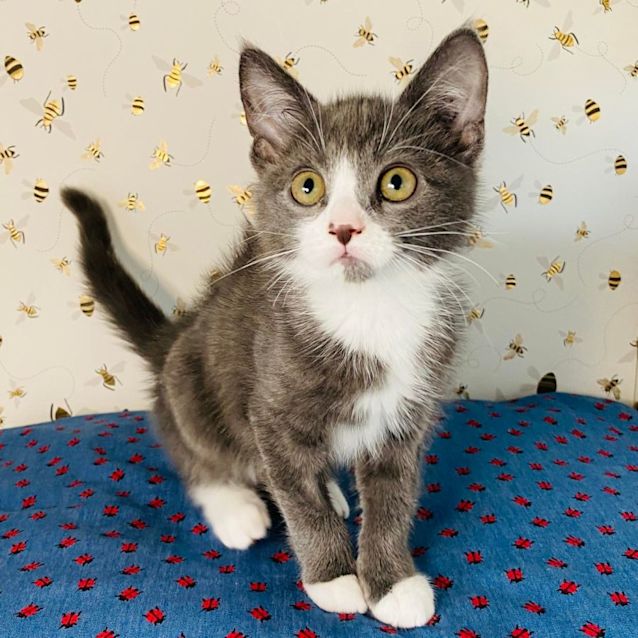 Photo of Murray   Meet Me At Pet Stock Lilydale