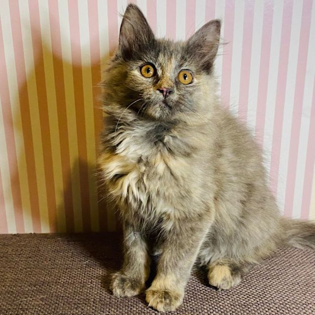 Photo of Opal   Meet Me At Pet Stock Mitcham