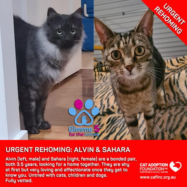 Photo of Alvin And Sahara