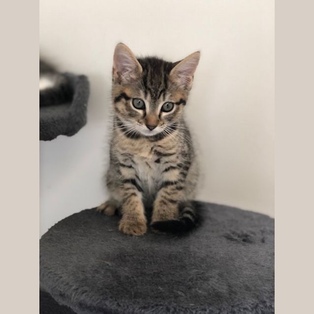 Photo of C1018 Tilly