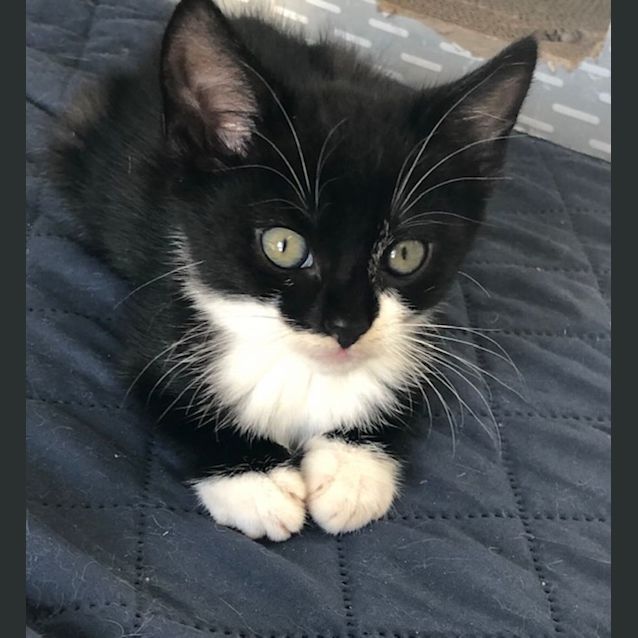 Photo of C1042 Precious