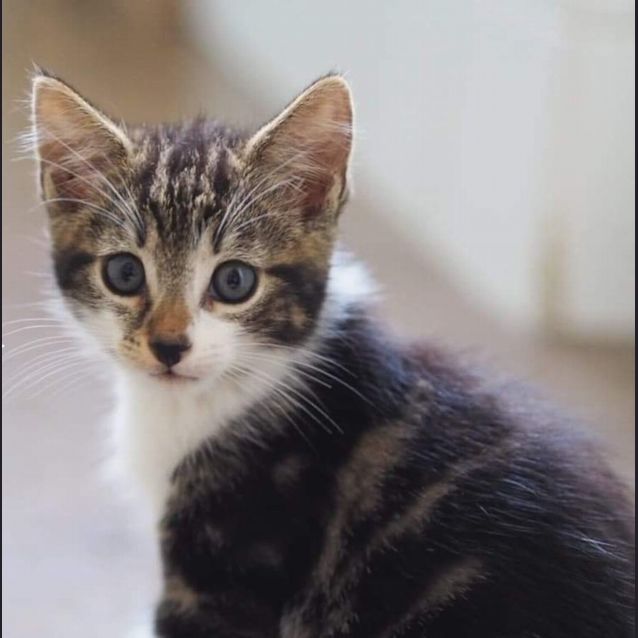 Photo of Tigger