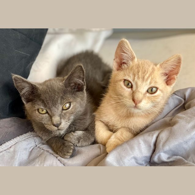 Photo of Biscoff & Bunbun