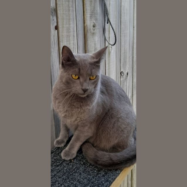 Photo of Koda And Stormie