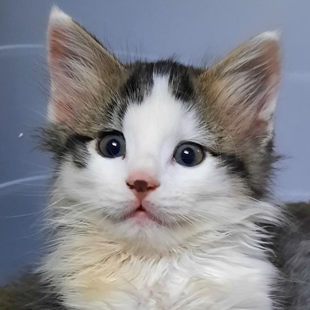Photo of Boogie