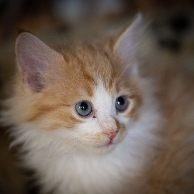 Photo of Rumba