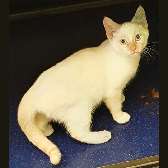 Photo of Snowy 