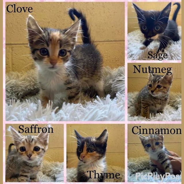 Photo of Cinnamon