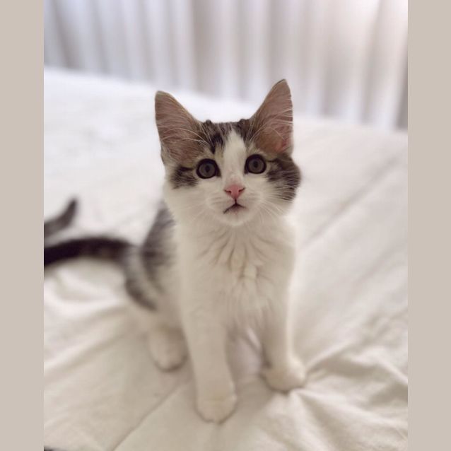 Photo of Hamish ** 2nd Chance Cat Rescue**
