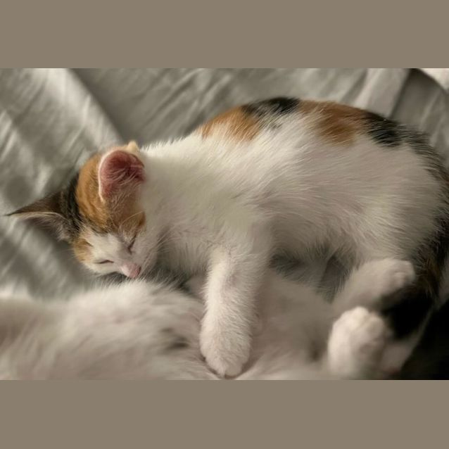 Photo of Pumpkin **2nd Chance Cat Rescue **