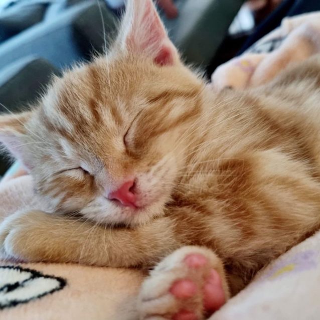 Photo of Piglet & Lily