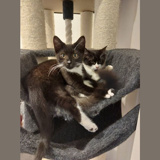 Photo of Chester And Morgan