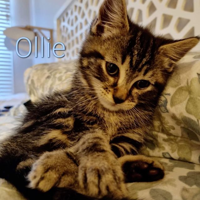 Photo of Ollie & Otis