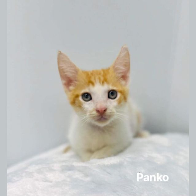 Photo of Panko