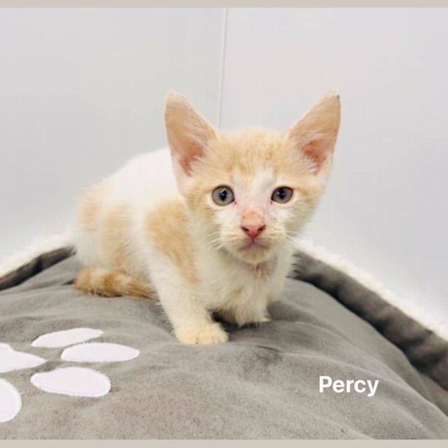 Photo of Percy