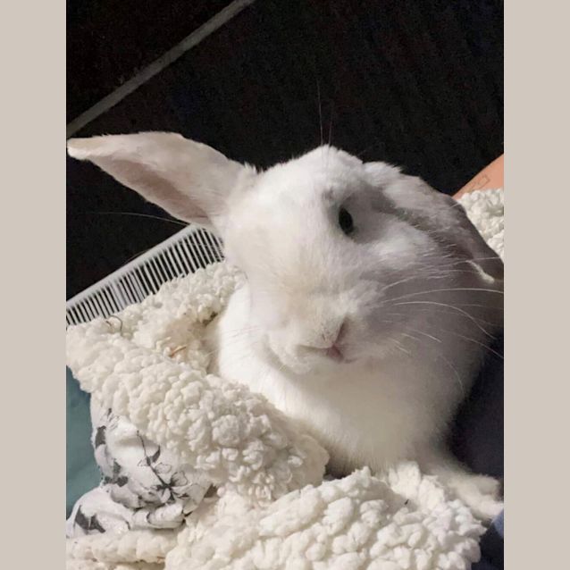 Photo of Bubbles