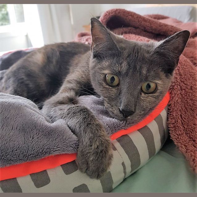 Photo of Delilah   Located In Avondale Heights