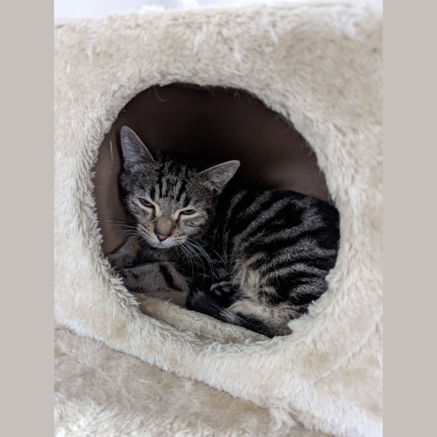 Photo of Basil ~ Meet Me @ Pet Stock Keysborough ❤️